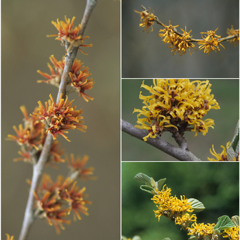 Multiple Varieties - Hamamelis - Witch Hazel