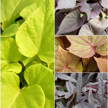 Ipomoea batatas ''Multiple Varieties'' (Assorted, Ornamental Sweet Potato) - Multiple Varieties Assorted, Ornamental Sweet Potato