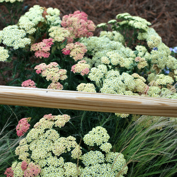 Achillea millefolium 'Apricot Delight' - Yarrow