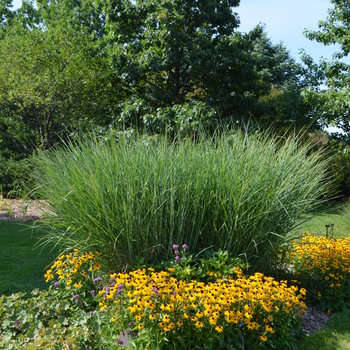 Panicum virgatum ''Cloud Nine'' (Switch grass) - Cloud Nine Switch grass