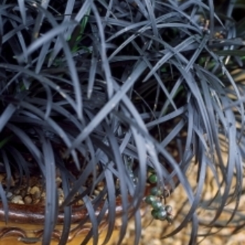 Ophiopogon planiscapus ''Ebknizam'' (Mondo Grass) - Ebony Knight™ Mondo Grass