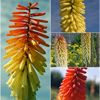 Kniphofia ''Multiple Varieties'' (Red Hot Poker) - Multiple Varieties Red Hot Poker