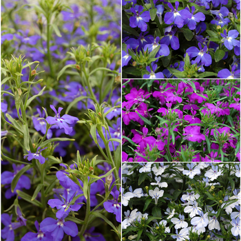 Lobelia erinus ''Multiple Varieties'' PPAF (Lobelia) - Techno® Multiple Varieties