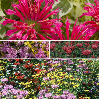 Monarda ''Multiple Varieties'' (Bee Balm) - Multiple Varieties Bee Balm