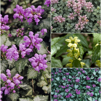 Lamium ''Multiple Varieties'' (Deadnettle) - Multiple Varieties Deadnettle