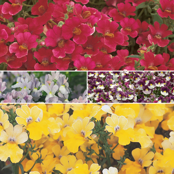 Nemesia (Multiple Varieties) - Multiple Varieties