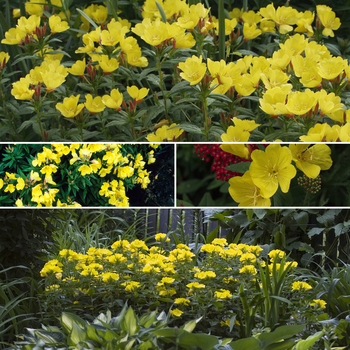 Multiple Varieties Sundrops