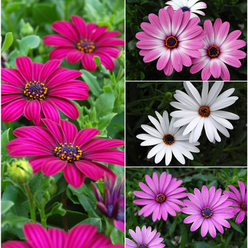 Osteospermum ''Multiple Varieties'' (African Daisy) - Tradewinds® Multiple Varieties