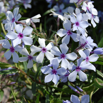 Phlox divaricata ssp. laphamii - 'Chattahoochee'