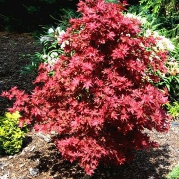 Acer palmatum ''Ruby Stars (Beni Hoshi)'' (Japanese Maple) - Ruby Stars (Beni Hoshi) Japanese Maple