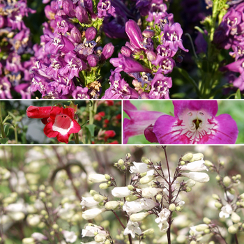 Multiple Varieties Assorted, Penstemon