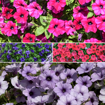 Petunia - Surfinia® 'Series'
