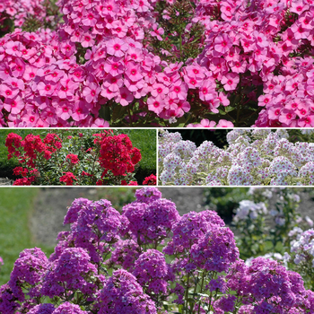 Phlox paniculata (Assorted Garden Phlox) - Assorted Garden Phlox
