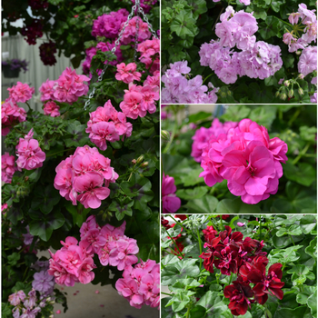 Pelargonium peltatum ''Multiple Varieties'' (Ivy Geranium) - Precision™ Multiple Varieties