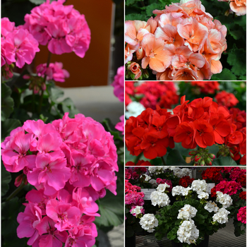 Pelargonium x hortorum (Zonal Geranium) - Fantasia® 'Multiple Varieties'