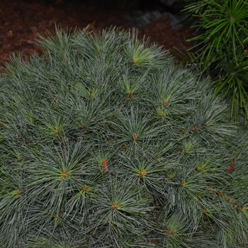 Pinus strobus ''Blue Shag'' (Dwarf Eastern White Pine) - Blue Shag Dwarf Eastern White Pine