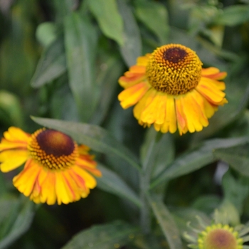 Helenium 'Short 'n' Sassy - Sneezeweed