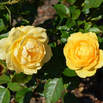 Rosa ''WEKvossutono'' PP18473 - Julia Child™ Rose