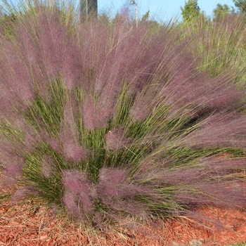 Muhlenbergia capillaris (Muhlygrass) - Muhlygrass