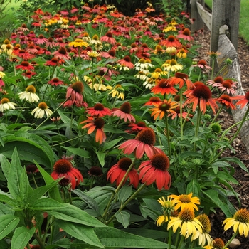 Echinacea ''Cheyenne Spirit'' (Coneflower) - Cheyenne Spirit Coneflower