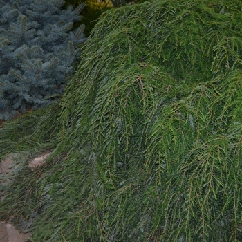 Tsuga canadensis ''Cole''s Prostrate'' (Canadian Hemlock) - Cole''s Prostrate Canadian Hemlock