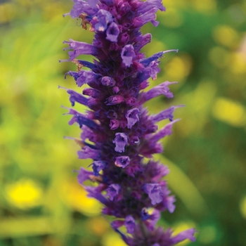 Agastache 'Blue Boa' - Hummingbird Mint