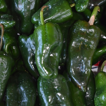 Capsicum annuum - 'Poblano' Chile Pepper