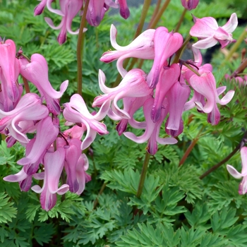 Dicentra (Bleeding Hearts) - Amore™ 'Pink'