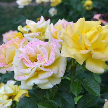 Rosa - 'Shockwave' Rose