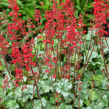 Heuchera ''Lipstick'' PP22093 (Coral Bells) - Front & Center™ Lipstick