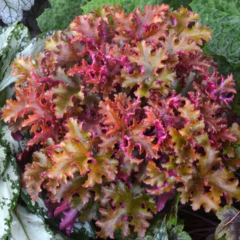Heuchera - 'Zipper' Coral Bells