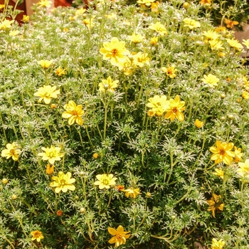 Bidens ferulifolia 'Goldilocks Rocks®' - Apache Beggarsticks