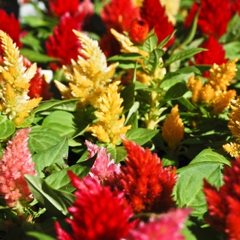 Celosia argentea plumosa - Feather Celosia