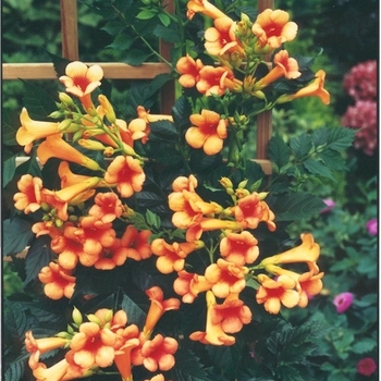 Campsis x tagliabuana ''Kudian'' PP13139 (Trumpet Creeper) - Indian Summer® Trumpet Creeper