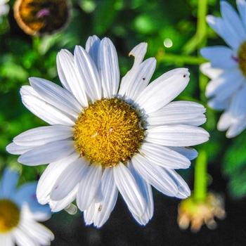 Leucanthemum x superbum ''Snow Lady'' (Shasta Daisy) - Snow Lady Shasta Daisy