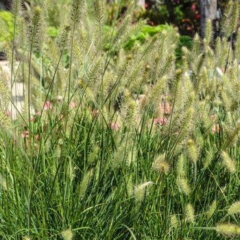Pennisetum alopecuroides ''Hameln'' (Dwarf Fountain Grass) - Hameln Dwarf Fountain Grass