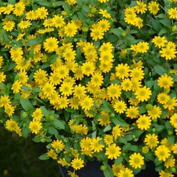 Sanvitalia procumbens ''Sunvy Super Gold'' (Creeping Zinnia) - Sunvy Super Gold Creeping Zinnia