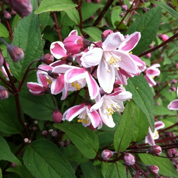 Deutzia x rosea ''NA74356'' (Deutzia) - Nikko Blush Deutzia