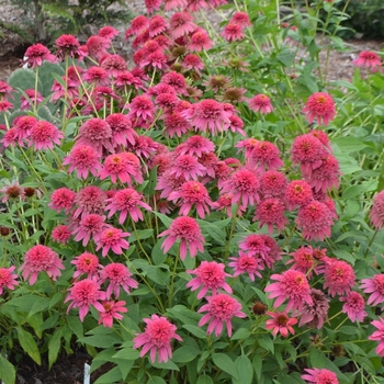 Echinacea 'Raspberry Truffle' - Coneflower