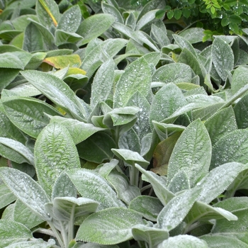 Stachys byzantina ''Helene von Stein'' (Lamb''s Ears) - Helene von Stein Lamb''s Ears