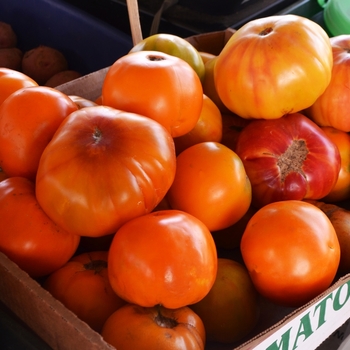 Lycopersicon esculentum - 'Mr. Stripey' Heirloom Tomato