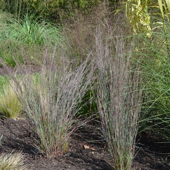 Schizachyrium scoparium ''MinnblueA'' (Little Bluestem) - Blue Heaven™ Little Bluestem