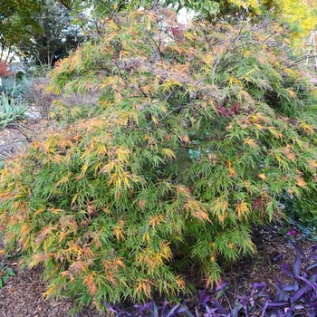 Acer palmatum var. dissectum ''Waterfall'' (Laceleaf Japanese Maple) - Waterfall Laceleaf Japanese Maple