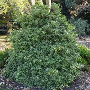 Osmanthus heterophyllus ''Goshiki'' (Gold Dust Holly) - Goshiki Gold Dust Holly