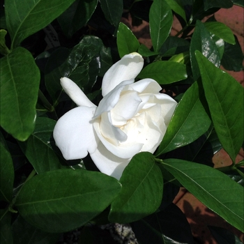 Gardenia jasminoides ''Summer Snow®'' PP22797 (Gardenia) - Summer Snow® Gardenia