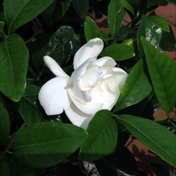 Summer Snow® Gardenia