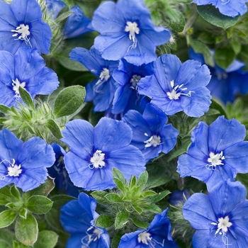 Evolvulus ''RMEVO28301'' PPAF, Can PBRAF (Dwarf Morning Glory) - Blue My Mind® XL Dwarf Morning Glory