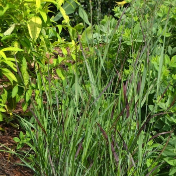 Panicum virgatum ''Ruby Ribbons'' (Switchgrass) - Ruby Ribbons Switchgrass