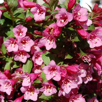 Weigela florida - ''Minuet'' 