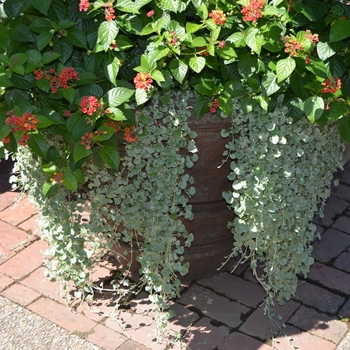 Dichondra repens 'Silver Falls' - Dichondra